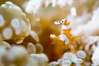 「イソギンチャクモエビ」のサムネイル画像