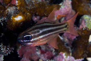 「オオスジイシモチ」のサムネイル画像