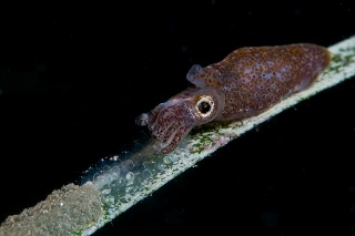 「ヒメイカ」のサムネイル画像