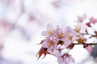 「オオヤマザクラ(エゾヤマザクラ,ベニヤマザクラ)」のサムネイル画像