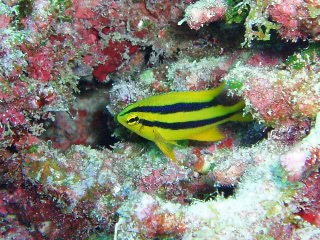 「ヒレナガスズメダイ」のサムネイル画像