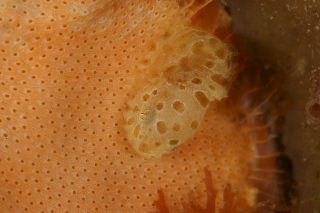 「スナビクニン」のサムネイル画像