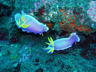 「シンデレラウミウシ」のサムネイル画像