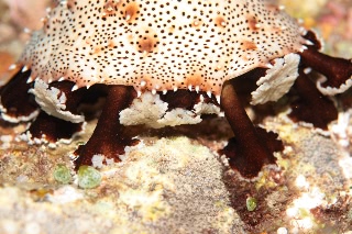 「クロエリナマコ(Graffiti sea cucumber,クロテナマコ,オハグロナマコ)」のサムネイル画像