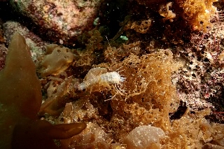 「無題」のサムネイル画像