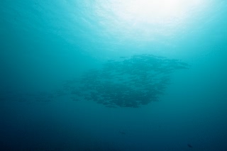 「ギンガメアジ(Bigeye trevally)」のサムネイル画像