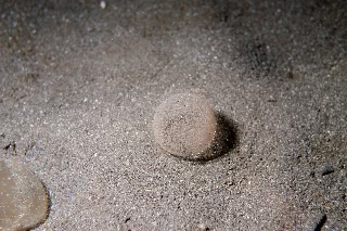 「謎生物」のサムネイル画像