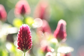 「ベニバナツメクサ(ストローベリーキャンドル)」のサムネイル画像