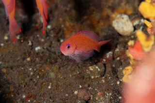 「ケラマハナダイ(Stocky Anthias)」のサムネイル画像