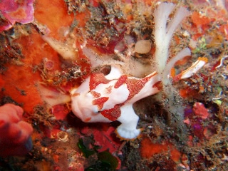 「クマドリイザリウオ(クマドリカエルアンコウ,Warty Frogfish)」のサムネイル画像