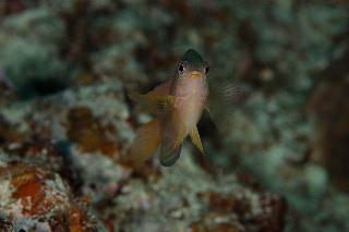 「クロメガネスズメダイ」のサムネイル画像