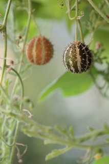「paddy melon」のサムネイル画像