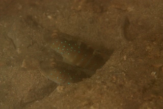 「ホシゾラハゼ」のサムネイル画像