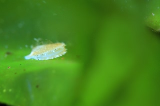 「ホタテガイ」のサムネイル画像