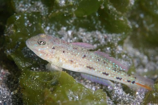 「ケショウハゼ」のサムネイル画像