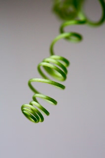 「大ダルマヒョウタン」のサムネイル画像