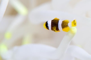 「クマノミ(Anemonefish)」のサムネイル画像