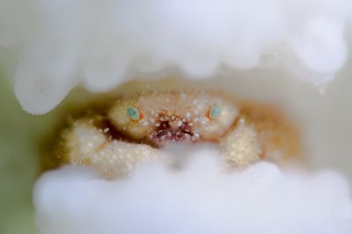 「オウギガニの仲間」のサムネイル画像