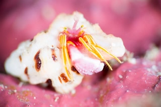 「ヤドカリの仲間」のサムネイル画像