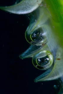 「アマモ」のサムネイル画像