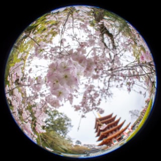 「シダレザクラ」のサムネイル画像