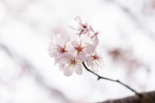 「オオヤマザクラ(エゾヤマザクラ,ベニヤマザクラ)」のサムネイル画像