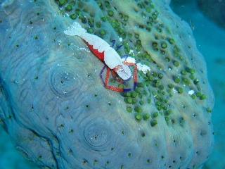 「ウミウシカクレエビ(Imperial partner shrimp)」のサムネイル画像