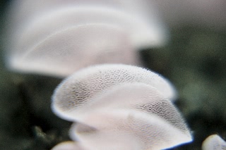 「ウミウシの卵」のサムネイル画像