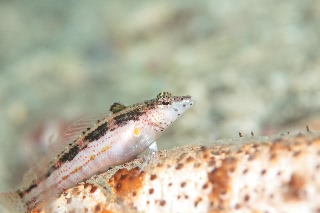 「無題」のサムネイル画像