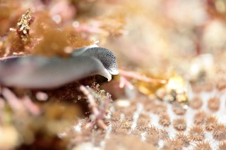 「コナユキツバメガイ」のサムネイル画像