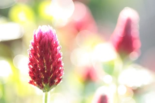 「ベニバナツメクサ(ストローベリーキャンドル)」のサムネイル画像