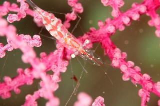 「アカスジカクレエビ」のサムネイル画像