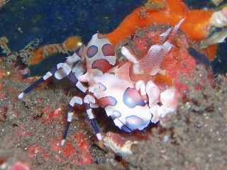 「フリソデエビ(Harlequin shrimp)」のサムネイル画像