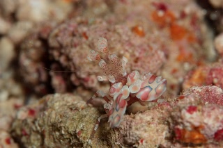 「フリソデエビ(Harlequin shrimp)」のサムネイル画像