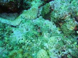 「サラサゴンベ(Coral Hawkfish)」のサムネイル画像