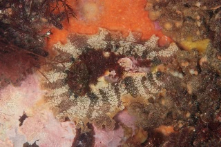 「ウミウシの仲間」のサムネイル画像