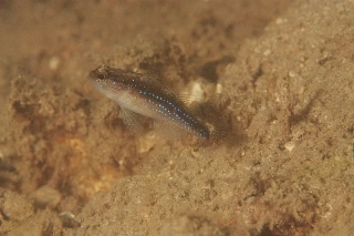 「ヤノウキホシハゼ」のサムネイル画像