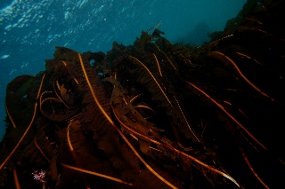 「マコンブ」のサムネイル画像