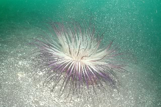 「ムラサキハナギンチャク」のサムネイル画像