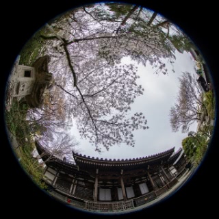 「ソメイヨシノ(染井吉野)」のサムネイル画像