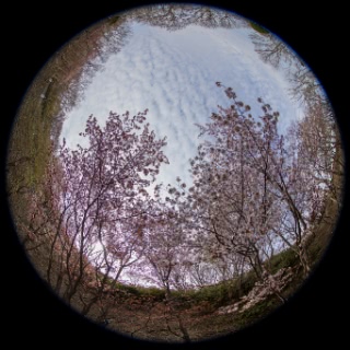 「オオヤマザクラ(エゾヤマザクラ,ベニヤマザクラ)」のサムネイル画像