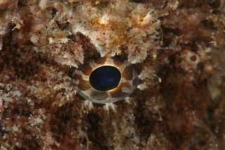 「イザリウオ(カエルアンコウ)」のサムネイル画像
