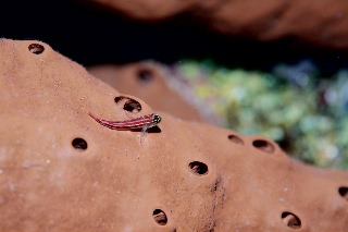 「タテジマヘビギンポ(Tropical striped triplefin)」のサムネイル画像