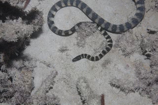 「ウミヘビ」のサムネイル画像