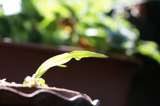 「サギソウ(鷺草)」のサムネイル画像