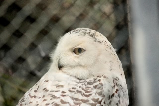 「メンフクロウ」のサムネイル画像