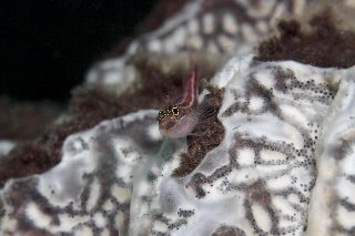 「タテジマヘビギンポ(Tropical striped triplefin)」のサムネイル画像