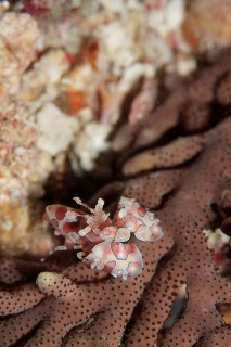 「フリソデエビ(Harlequin shrimp)」のサムネイル画像