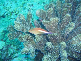 「メガネゴンベ(ring-eyed hawkfish)」のサムネイル画像