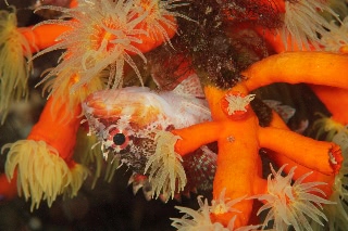 「イソカサゴ」のサムネイル画像